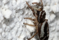 Une Saltique (Araneae - Salticidae - Icius subinermis)